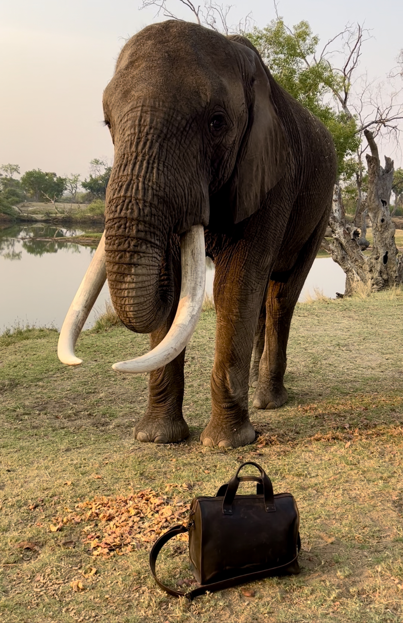 Simple Overnight Duffle Meets Elephant